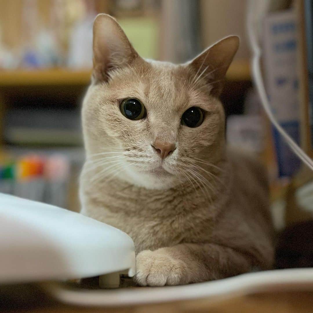 ひのき猫さんのインスタグラム写真 - (ひのき猫Instagram)「色んなひのきが撮れました*.(๓´͈ ˘ `͈๓).*  ・ ・ ・  #ひのき猫  #ひのき  #可愛い猫  #べっぴんさん  #にゃんすたぐらむ  #ねことの暮らし  #猫好きさんとつながりたい  #cat  #catstagram  #cutecats」6月7日 11時08分 - hinoki.cute.kitten