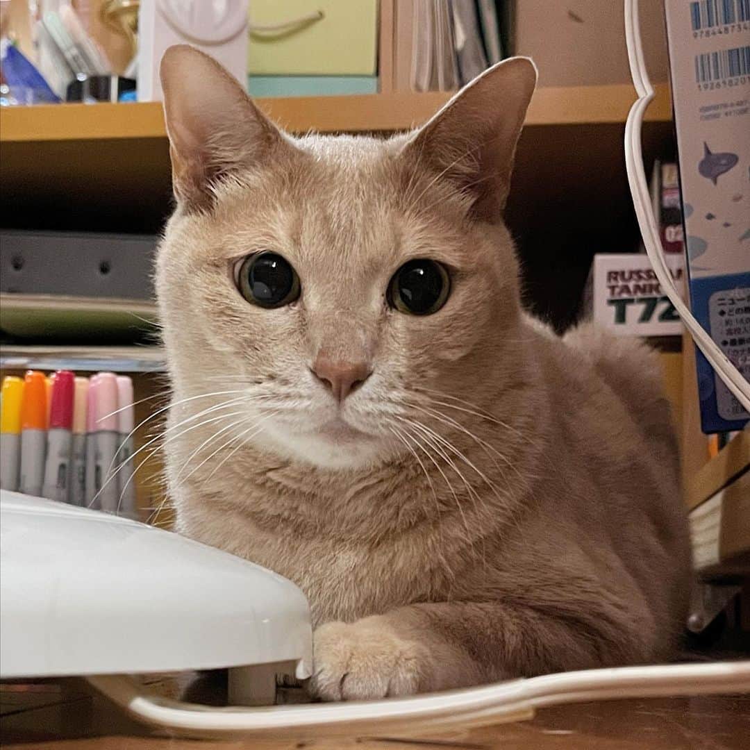 ひのき猫さんのインスタグラム写真 - (ひのき猫Instagram)「色んなひのきが撮れました*.(๓´͈ ˘ `͈๓).*  ・ ・ ・  #ひのき猫  #ひのき  #可愛い猫  #べっぴんさん  #にゃんすたぐらむ  #ねことの暮らし  #猫好きさんとつながりたい  #cat  #catstagram  #cutecats」6月7日 11時08分 - hinoki.cute.kitten