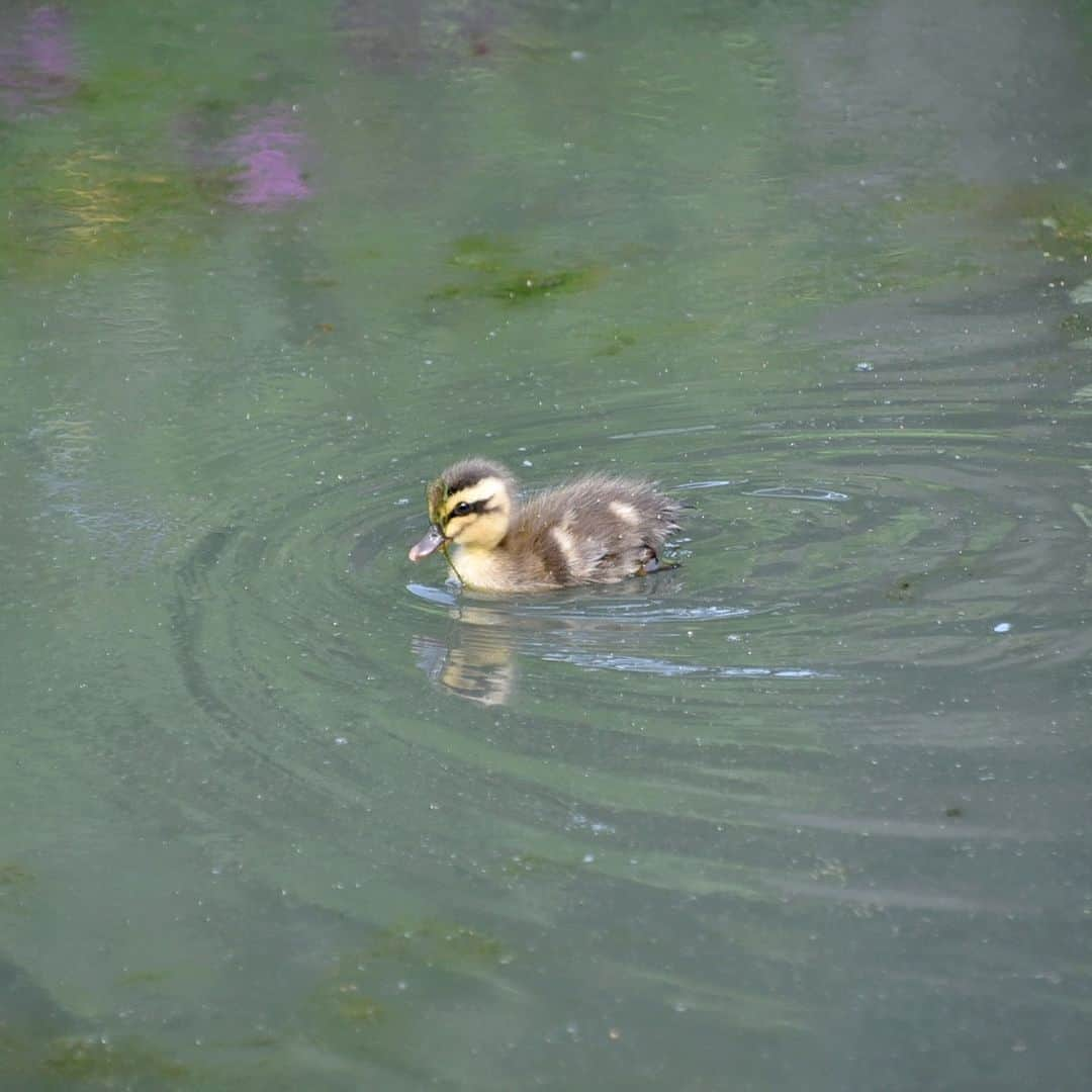 墨田区さんのインスタグラム写真 - (墨田区Instagram)「【カルガモのヒナ誕生！！親子で遊泳🐤🐥】  向島百花園に生まれた、かわいいカルガモのヒナ１２羽✨ 小さな羽をパタパタさせて水に潜る様子が可愛らしく👀♥ 静かに見ていたらすぐ近くまで来てくれて、まさに癒し！(*´ω｀*) 数日したら、カルガモ親子は引越ししてしまうかも…(´;ω;｀)キュートな親子に会いに行ってみてはいかが？？  撮影場所：向島百花園  （撮影者） １枚　  #すみだカメラ部10選　@toma_any1  ２～１０枚　　墨田区広報が撮影 #墨田区 #すみだ #sumida #東京 #tokyo #わたしのすみだ自慢 #これもすみだのシティプロモーション #カルガモ #カルガモのヒナ #せっせと泳ぐ #カルガモのお引越し #かわいい #ヨチヨチ #ヒナ誕生 #カルガモ親子 #がんばれ #曳舟 #梅雨の時期 #１２羽のヒナ #応援したくなる瞬間 #カルガモシーズン到来 #すみだ観光 #スカイツリー #東京スカイツリー #tokyoskytree」6月7日 6時00分 - sumida_official