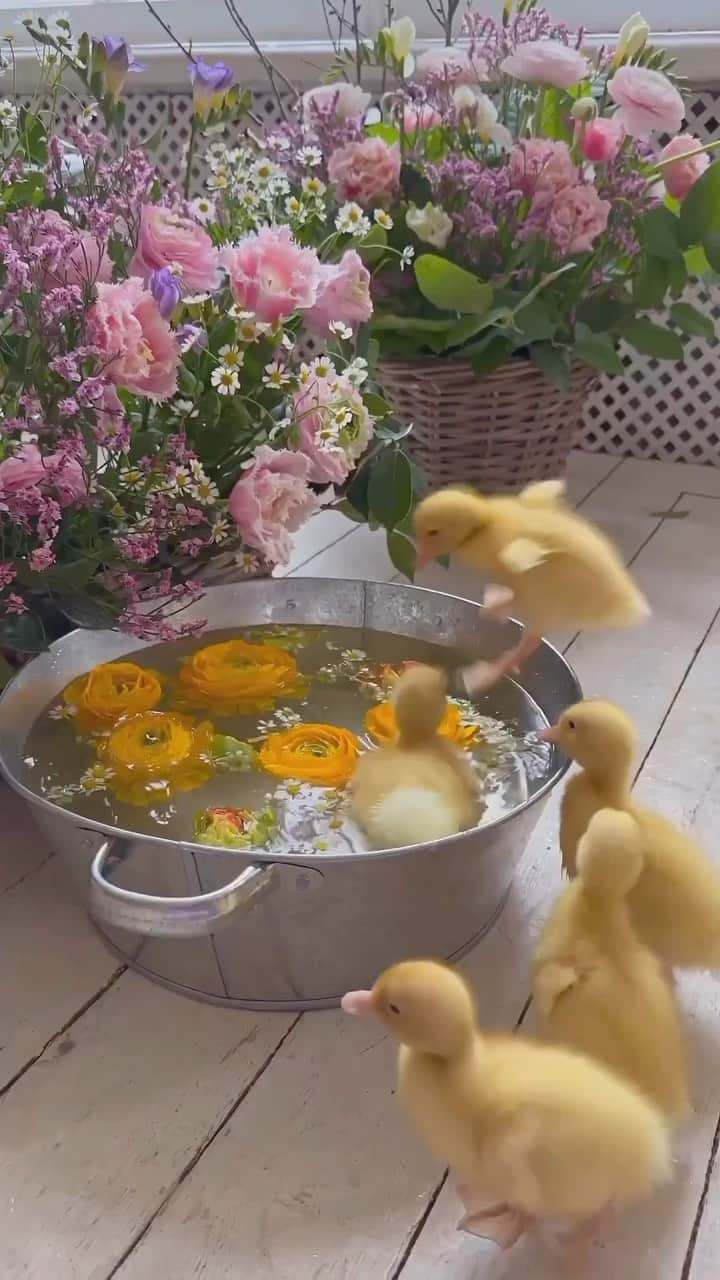 Baby Animalsのインスタグラム：「That little hop 🥹  🎥 Credit: @photo_lodka_   #ducklings #ducklife #duckling #ducksofinstagram #cuteducks #cuteduck #cuteducklings #babyducks #babyduck #cuteanimals #adorableanimals」