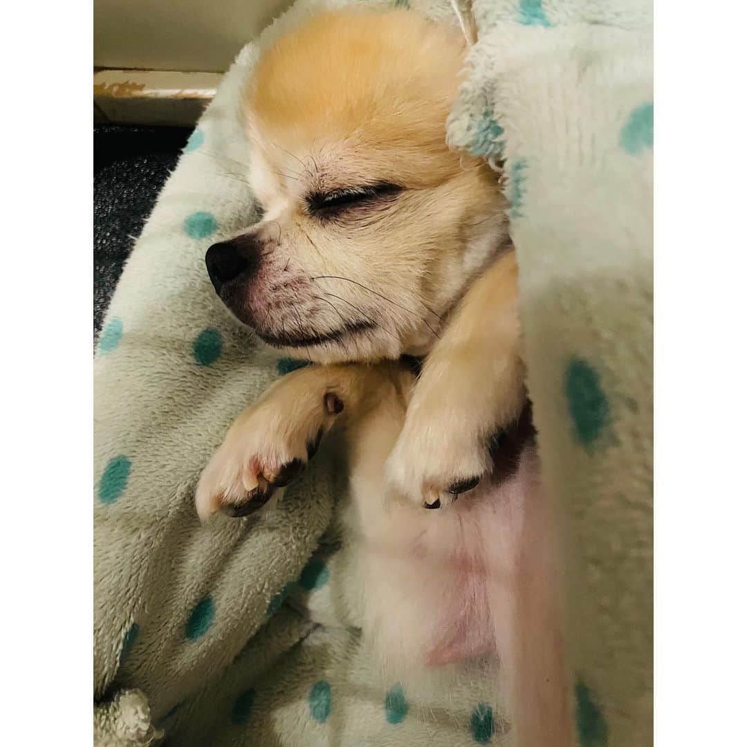 有明ゆなさんのインスタグラム写真 - (有明ゆなInstagram)「おはようございます🤫💤 . . . . #愛犬#愛犬🐶 #愛犬家 #愛犬との暮らし #ちわわん #ちわわ部 #ちわわ #ちわすたぐらむ #ちわわ親バカ部 #ちわわ大好き #チワワちゃん #チワスタグラム #チワワ #チワワ部 #チワワラブ #チワワ画像 #チワワ大好き #dog #dogstgram #dogstagram」6月7日 6時23分 - ariake_yuna