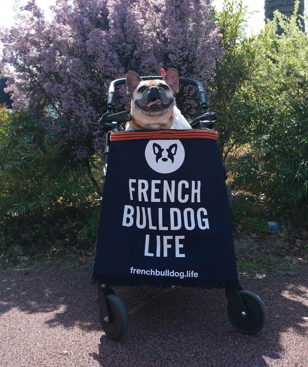 French Bulldog Lifeさんのインスタグラム写真 - (French Bulldog LifeInstagram)「ずっと会いたかった子に会えた、「BULU BULU九州」の思い出。  3年前にフレブルライフが行ったキャンペーンで、「伝説の前掛け（1名様）」に当選されたご家族なのです！  Instagramを拝見するたび、どこへ行くにもこの前掛けをつけてくださっていて…  我々編集部は勝手に「九州のPR担当だ！」と呼んでおりました😂  なにより、キレイに大切に使っていただけていることが嬉しい…🥹  ちゃんとお顔見てお礼を伝えて、これからもよろしくねと言えてよかったです！  イベントは、こういう出会いと「直接話せる喜び」があるから、たまらない！  みなさん、第二回「フレブルLIVE」でぜひ会いましょうね⚡️  #フレブルライフ」6月7日 6時37分 - french.bulldog.life