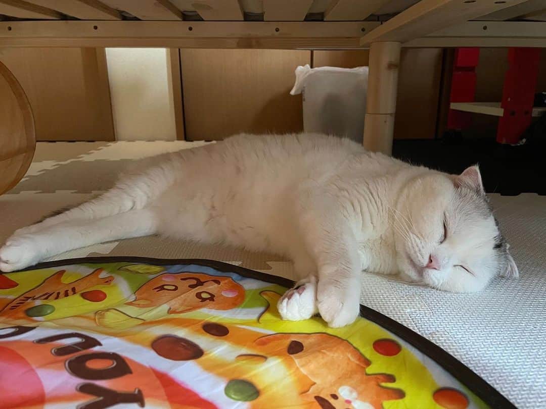 KAORUさんのインスタグラム写真 - (KAORUInstagram)「チラ見せ遊びが好きな #幸来 ちゃんSP🥰  #スコティッシュフォールド #saku #猫のいる暮らし」6月7日 7時21分 - yukisaku_88