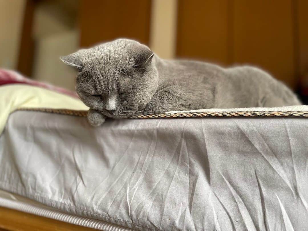 KAORUさんのインスタグラム写真 - (KAORUInstagram)「おはにゃん☺️ #諭吉SP 遊んでても睡魔に襲われたら即寝😊  #ブリティッシュショートヘア #猫のいる暮らし」6月7日 7時19分 - yukisaku_88