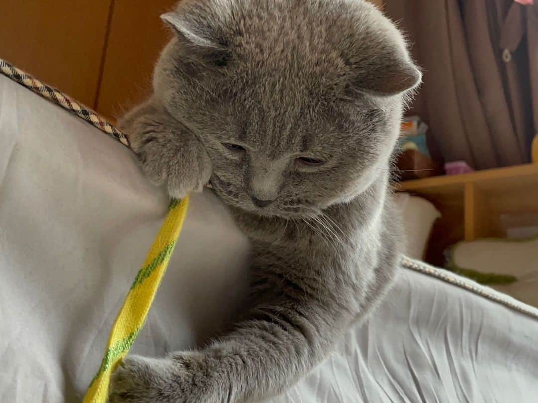 KAORUさんのインスタグラム写真 - (KAORUInstagram)「おはにゃん☺️ #諭吉SP 遊んでても睡魔に襲われたら即寝😊  #ブリティッシュショートヘア #猫のいる暮らし」6月7日 7時19分 - yukisaku_88