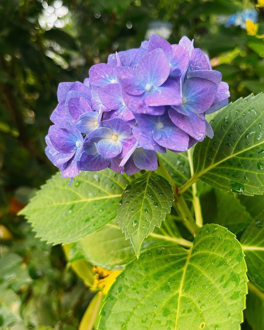 吉岡麻由子のインスタグラム：「#紫陽花 #6月  #雨上がり#朝  #緑道#散歩」