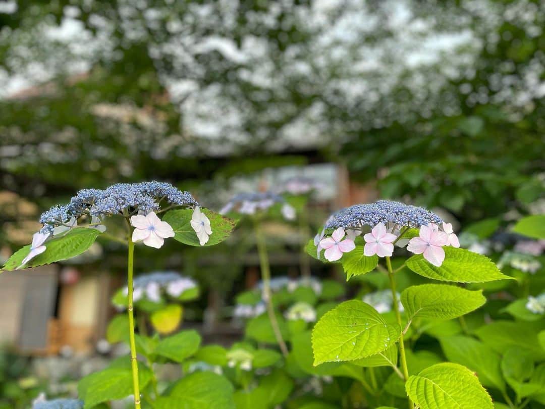 小橋めぐみのインスタグラム：「6月、紫陽花日和。 白い紫陽花の名は、アナベル。  #紫陽花 #アナベル」