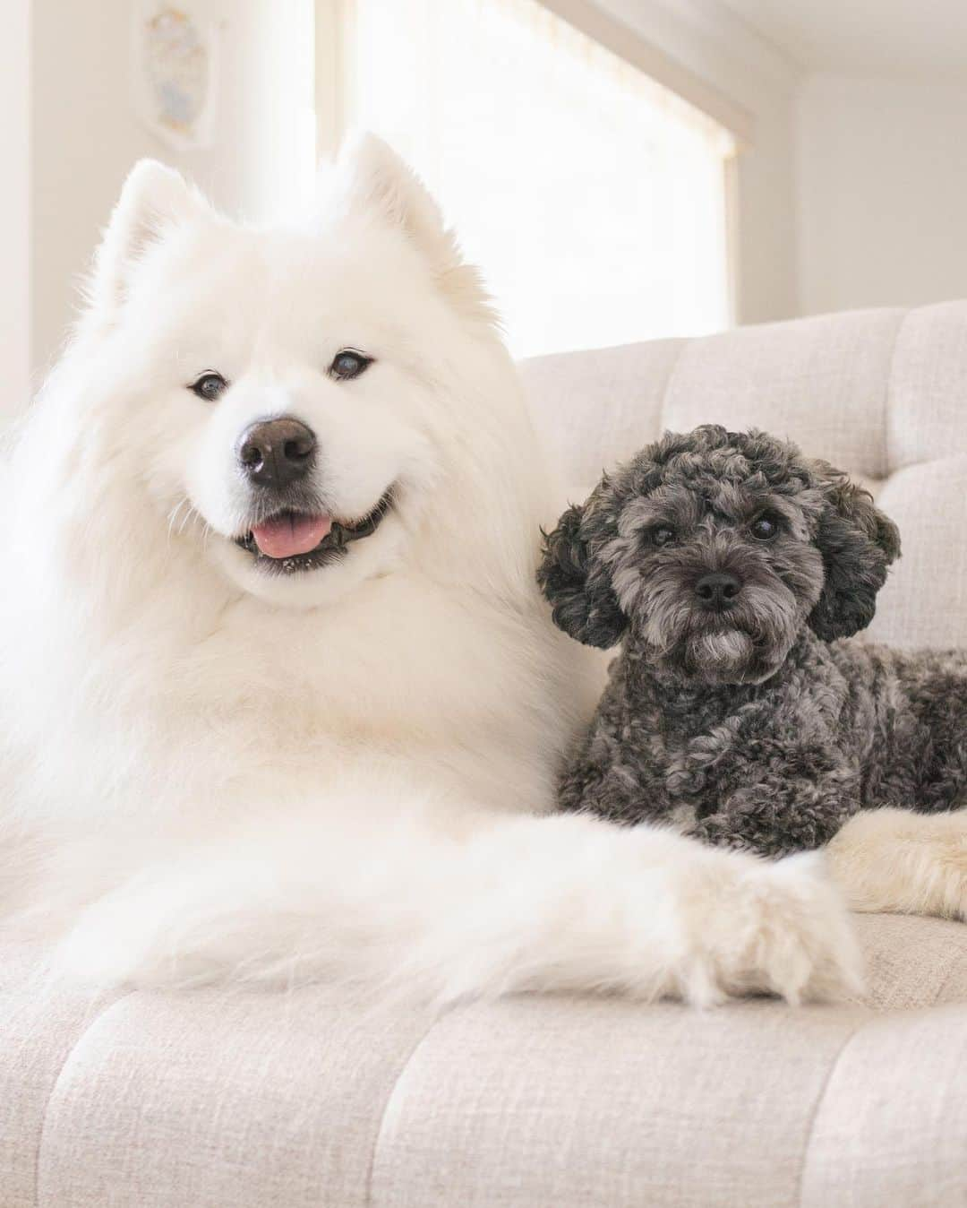 Loki the Corgiさんのインスタグラム写真 - (Loki the CorgiInstagram)「Say hello to Sally, our new foster dog! Sally is a 1.5-year-old Shih-Poo (Shih Tzu-Poodle). She was sadly surrendered by her family recently due to personal reasons. She was quite cautious with us when she first arrived, but she’s learned to feel more at home now (with Bear and Momo’s help ☺️) Sally is very playful and likes to play with toys and her foster brothers 🐻‍❄️🐶 She’s good with other dogs, but she likes to bark at unfamiliar ones she sees at the park. It’s something we’re working on with her - we’d love to hear some tips! Due to being moved around at such a young age, Sally has mild separation anxiety. She follows her humans wherever they go and whines whenever they’re out of sight. It’s also something we’re working on! Sally is looking for an experienced owner who can help her feel safe and loved. If you live in the Vancouver area and are interested in adopting Sally, please DM us! ❤️ #adoptabledog #adoptdontshop #fosterdog」6月7日 8時12分 - lokistagram