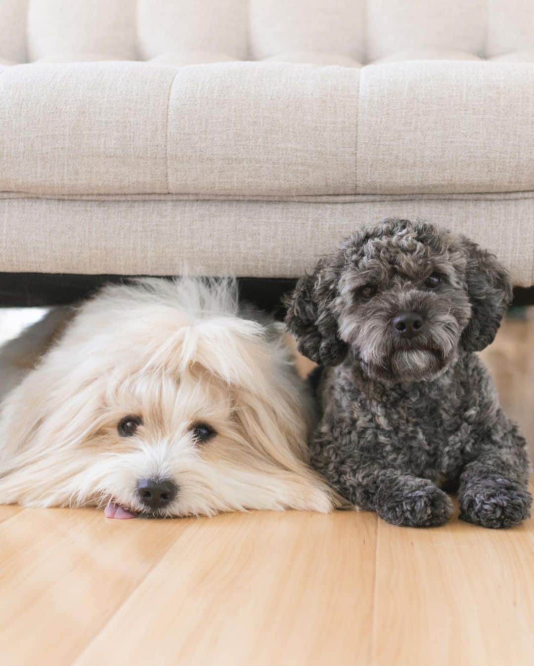 Loki the Corgiさんのインスタグラム写真 - (Loki the CorgiInstagram)「Say hello to Sally, our new foster dog! Sally is a 1.5-year-old Shih-Poo (Shih Tzu-Poodle). She was sadly surrendered by her family recently due to personal reasons. She was quite cautious with us when she first arrived, but she’s learned to feel more at home now (with Bear and Momo’s help ☺️) Sally is very playful and likes to play with toys and her foster brothers 🐻‍❄️🐶 She’s good with other dogs, but she likes to bark at unfamiliar ones she sees at the park. It’s something we’re working on with her - we’d love to hear some tips! Due to being moved around at such a young age, Sally has mild separation anxiety. She follows her humans wherever they go and whines whenever they’re out of sight. It’s also something we’re working on! Sally is looking for an experienced owner who can help her feel safe and loved. If you live in the Vancouver area and are interested in adopting Sally, please DM us! ❤️ #adoptabledog #adoptdontshop #fosterdog」6月7日 8時12分 - lokistagram