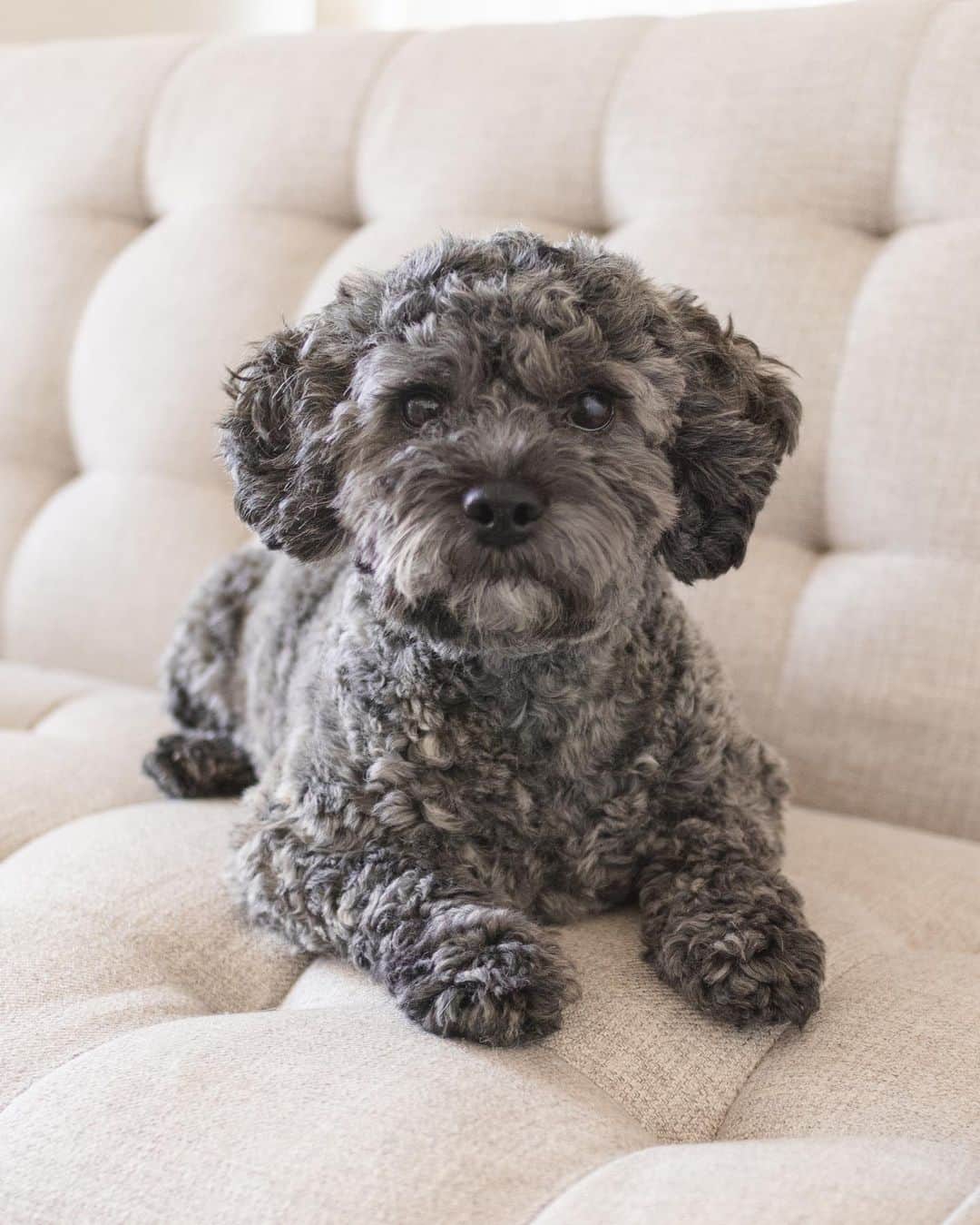Loki the Corgiのインスタグラム：「Say hello to Sally, our new foster dog! Sally is a 1.5-year-old Shih-Poo (Shih Tzu-Poodle). She was sadly surrendered by her family recently due to personal reasons. She was quite cautious with us when she first arrived, but she’s learned to feel more at home now (with Bear and Momo’s help ☺️) Sally is very playful and likes to play with toys and her foster brothers 🐻‍❄️🐶 She’s good with other dogs, but she likes to bark at unfamiliar ones she sees at the park. It’s something we’re working on with her - we’d love to hear some tips! Due to being moved around at such a young age, Sally has mild separation anxiety. She follows her humans wherever they go and whines whenever they’re out of sight. It’s also something we’re working on! Sally is looking for an experienced owner who can help her feel safe and loved. If you live in the Vancouver area and are interested in adopting Sally, please DM us! ❤️ #adoptabledog #adoptdontshop #fosterdog」