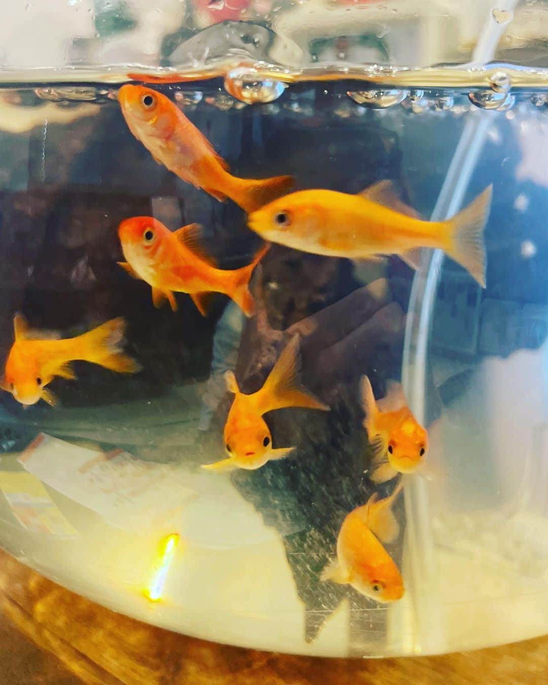 ニーコさんのインスタグラム写真 - (ニーコInstagram)「ウチに来た7匹の金魚ちゃん💜 最近の癒し😇 声かけると寄ってくる💕 #金魚すくい#アクアリウム#アクアリウムのある暮らし」6月7日 8時40分 - neeko_isuzu