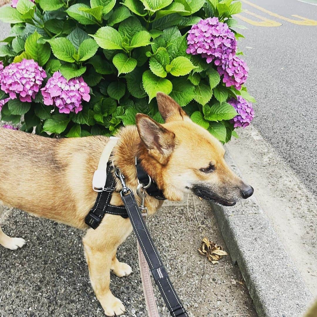 佐々木海のインスタグラム：「紫陽花がいっぱい咲いてきてる😊 安定のこっち向いてくれないからの睨み😂 「早よ行こうや」  #犬 #イヌ #イヌスタグラム #いぬすたぐらむ #犬バカ部 #いぬばか部 #ふわもこ部 #いぬら部 #犬のいる暮らし #保護犬 #元野犬 #雑種 #雑種犬 #ビビり犬 #里親 #保護犬を家族に #保護犬を飼おう #殺処分ゼロ #dogstagram #rescuedog #rescueddog」