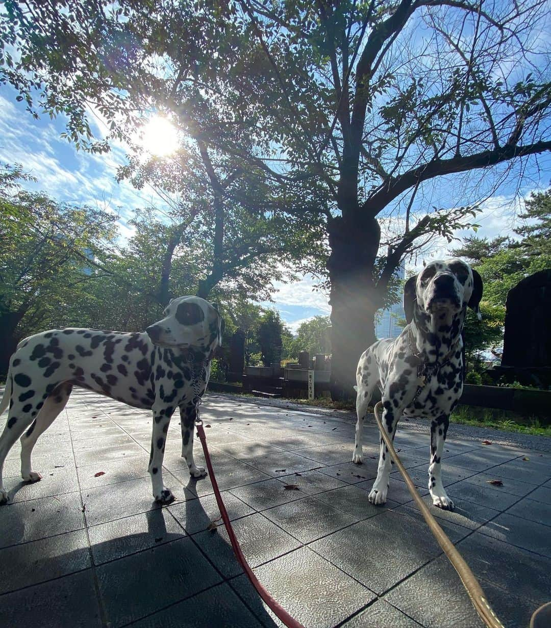 高岡早紀 さんのインスタグラム写真 - (高岡早紀 Instagram)「おはよう。 雨上がりの清々しい朝散歩。 今日も良き日にね。」6月7日 9時19分 - saki_takaoka