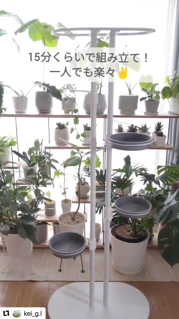 LOVEGREEN -植物と暮らしを豊かに。のインスタグラム：「大好評のボタニーハンギングシリーズ☺️  LOVEGREENアンバサダーの @kei_g.l さんはホワイトのボタニーハンギングスタンドをチョイス✨  簡単組み立てであっという間にすっきりとしたボタニカルスペースが出来上がりました👏  #ボタニーハンギングシリーズ#ボタニーハンギングスタンド　#植物のある暮らし #インドアグリーン #インドアグリーンのある暮らし」
