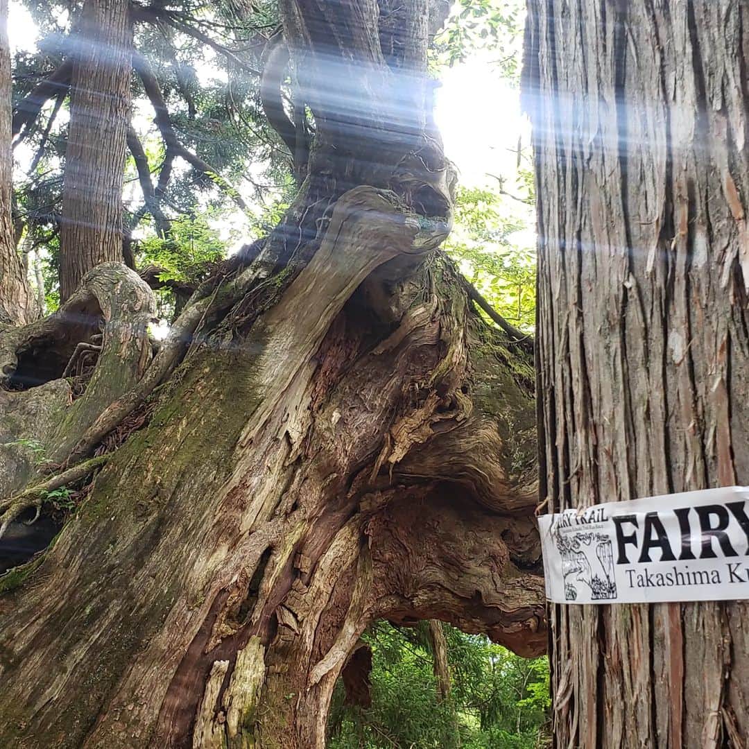 鏑木毅さんのインスタグラム写真 - (鏑木毅Instagram)「本当に妖精に出会えるような 美しい森の旅。 和とも洋ともとらえられる神秘的な森の雰囲気。 唯一無二の この森と森をつなぐ トレイルは この地域の 宝物です。 怪我でゆっくりとしか歩けないけど その分 心の中の妖精に出会うことができました。 ※フェアリー トレイルのコースは 一部 高島トレイル として認定されました。 #フェアリートレイル #トレイルランニング #fairytrail #essサングラス #gontex #trailrunning #tnfjp #アスタビータースポーツ #高島市 #トレイルランニング好きな人と繋がりたい #トレイルランニングレース」6月7日 18時48分 - tsuyoshikaburaki
