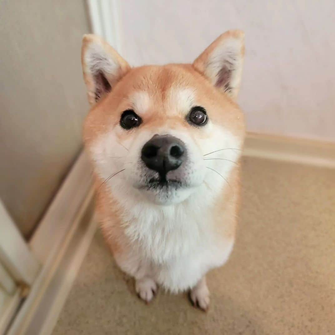 柴犬たま Shibainu Tamaのインスタグラム