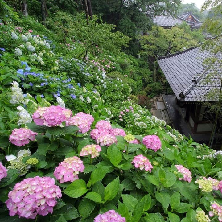 レッツエンジョイ東京さんのインスタグラム写真 - (レッツエンジョイ東京Instagram)「鎌倉あじさい絶景スポット3選💠☔  あじさいの名所が点在する鎌倉エリアで、あじさいを観賞できるオススメの「お寺」を3つ紹介します。鎌倉ならではの美しい風景をぜひ✨  📷1・2枚目 幻想的な青の世界！“明月院ブルー”が広がる鎌倉随一の名所 🔸明月院 📍神奈川県鎌倉市山ノ内189 🚉北鎌倉  📷3・4枚目 北鎌倉駅すぐの名刹で、のんびりとあじさい散歩を 🔸円覚寺 @engakuji_kamakura 📍神奈川県鎌倉市山ノ内409 🚉北鎌倉  📷5・6枚目 ピーク時は入場券も。鎌倉を代表するあじさいの名所 🔸鎌倉長谷寺 @kamakura_hasedera_staff 📍神奈川県鎌倉市長谷3-11-2 🚉長谷  #レッツエンジョイ東京 #おでかけ #おでかけスポット #デート #デートスポット #鎌倉デート #鎌倉観光 #鎌倉巡り #お寺巡り #お散歩 #あじさい #アジサイ #hydrangea #紫陽花 #花の写真 #花が好き #花スタグラム #はなまっぷ #花好きな人と繋がりたい #日本の美しい花風景 #休日の過ごし方 #梅雨 #明月院 #明月院ブルー #明月院あじさい #円覚寺 #鎌倉長谷寺 #長谷寺 #長谷寺のあじさい #長谷寺鎌倉」6月7日 19時01分 - lets_enjoytokyo