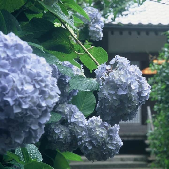 レッツエンジョイ東京さんのインスタグラム写真 - (レッツエンジョイ東京Instagram)「鎌倉あじさい絶景スポット3選💠☔  あじさいの名所が点在する鎌倉エリアで、あじさいを観賞できるオススメの「お寺」を3つ紹介します。鎌倉ならではの美しい風景をぜひ✨  📷1・2枚目 幻想的な青の世界！“明月院ブルー”が広がる鎌倉随一の名所 🔸明月院 📍神奈川県鎌倉市山ノ内189 🚉北鎌倉  📷3・4枚目 北鎌倉駅すぐの名刹で、のんびりとあじさい散歩を 🔸円覚寺 @engakuji_kamakura 📍神奈川県鎌倉市山ノ内409 🚉北鎌倉  📷5・6枚目 ピーク時は入場券も。鎌倉を代表するあじさいの名所 🔸鎌倉長谷寺 @kamakura_hasedera_staff 📍神奈川県鎌倉市長谷3-11-2 🚉長谷  #レッツエンジョイ東京 #おでかけ #おでかけスポット #デート #デートスポット #鎌倉デート #鎌倉観光 #鎌倉巡り #お寺巡り #お散歩 #あじさい #アジサイ #hydrangea #紫陽花 #花の写真 #花が好き #花スタグラム #はなまっぷ #花好きな人と繋がりたい #日本の美しい花風景 #休日の過ごし方 #梅雨 #明月院 #明月院ブルー #明月院あじさい #円覚寺 #鎌倉長谷寺 #長谷寺 #長谷寺のあじさい #長谷寺鎌倉」6月7日 19時01分 - lets_enjoytokyo