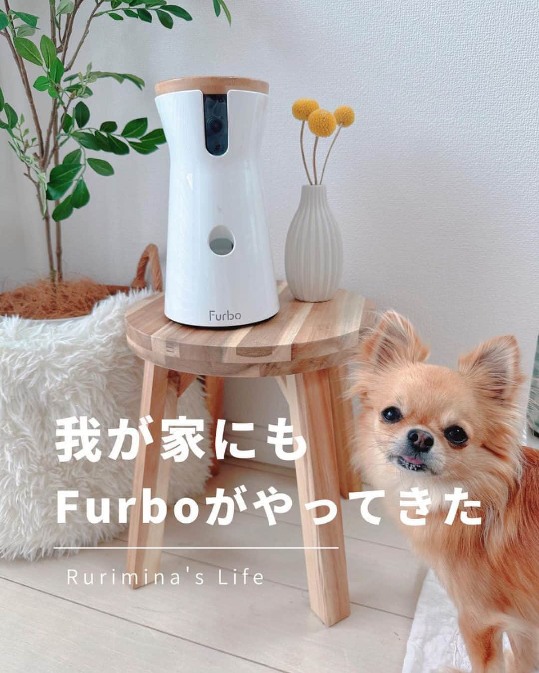 Furbo ドッグカメラのインスタグラム：「@furbo_japan 👈 他の投稿はこちらから     [ るりみなさん @rurimina_room レビュー✍️✨ ]  とうとう我が家にもFurboが🧡  ペットカメラは持ってはいるんだけど、 Furboに回転360°ビュー＆愛犬自動追尾機能が 新しく搭載されたそうで導入しました🫶  画質がとっても綺麗で、 部屋の中どこにいてもわかるので、 お留守番中の安心感ったら🥹  Furboドッグシッターに登録すると、 AIがわんこの動いた様子を感知して自動録画、 1日の瑠璃の動きを60秒にまとめてくれます☺️   ┈┈┈┈┈┈┈┈┈┈┈┈┈┈┈┈┈┈┈┈┈┈┈     「わんこのお留守番が心配で外出が不安🥲」  そんなお悩みを抱えているあなたを……  No.1ペットカメラの #Furbo ドッグカメラ 360°ビューが サポートします！💛     ✦ 回転360°ビューカメラ&自動追尾機能つき ✦ リモート操作可能のおやつ機能 ✦ カラーモードを新たに搭載した暗視機能 ✦ 超クリアな双方向会話で愛犬とおしゃべり ✧ AI活用+機能のFurboドッグシッターでさらに安心！ 　　　　　　　　　　　　　　　　etc…    最安値プランは公式サイト限定🤭  プロフィールのリンクから まずは価格を比較してみてください🔍✨ ▶︎ @furbo_japan  #Furbo #ファーボ #ドッグカメラ #ペットカメラ #見守りカメラ #お留守番カメラ #お留守番犬 #犬の留守番 #お留守番ありがとう #犬好きな人と繋がりたい #犬すたぐらむ #愛犬との暮らし #チワワ #chihuahua」
