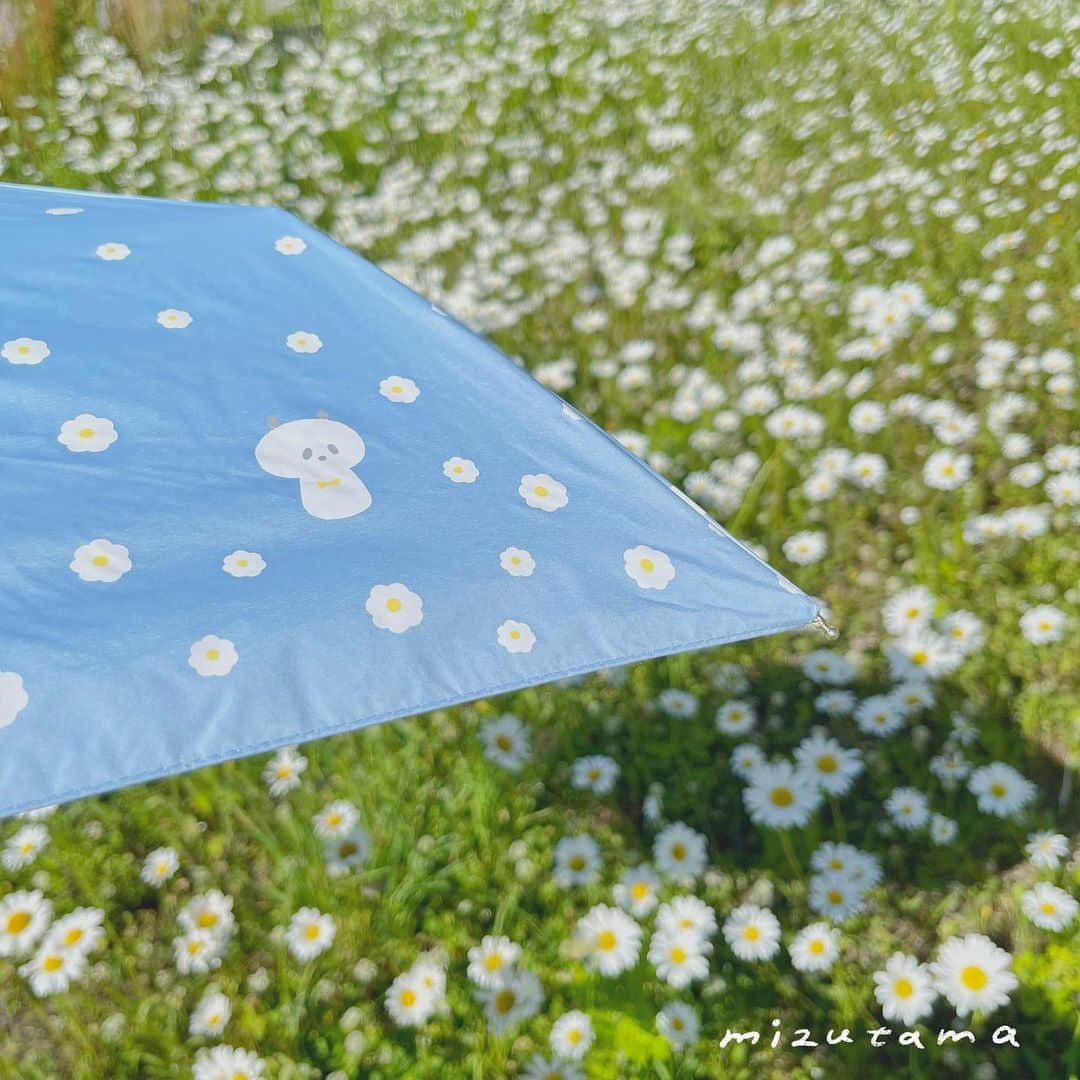 mizutamaさんのインスタグラム写真 - (mizutamaInstagram)「日差しをブロック！⛱️ ⁡ 日差し気になりますよね〜 ちょっとお出かけする時に持ち歩ける日傘が欲しい。 とのことで遮光率の高い日傘を Wcp.さんとリブロプラスさんと作りましたーー！！ かわいく出来上がりました！！嬉しい🥹 ⁡ @wpc_official  @libroplus_jp  ⁡ 晴雨兼用なので突然の雨が降っても大丈夫 両方使えるのいいですよね！ ⁡ 夏の暑さに滅法弱いので… この夏はこの傘と共に乗り越えたいと思います☺️ ⁡ 4パターンもあってどれにしようか悩みますね♡ みなさんはどれが好きですかー⁉︎ ⁡ ⁡ ⁡ 2023年6月10日発売です✨ 商品情報や お取扱い店舗さまやオンライン販売などについては リブロプラスさんのアカウントとHPでご確認いただけます。 ⁡ @libroplus_jp  ⁡ https://libroplus.co.jp/buzz/5928/ ⁡ TSUTAYAさんの一部店舗と　@bungutsutaya  山形の八文字屋さん @hachimonjiya でもお取扱いになります。 ⁡ ⁡ ⁡ ⁡ ⁡ #傘 #日傘 #完全遮光 #遮光傘 #wpc_worldparty  #リブロプラス #mizutama #mizutamaグッズ ⁡ ⁡ ⁡ 連日お知らせつづきで😅 明日もお知らせありまーす！！」6月7日 19時19分 - mizutamahanco