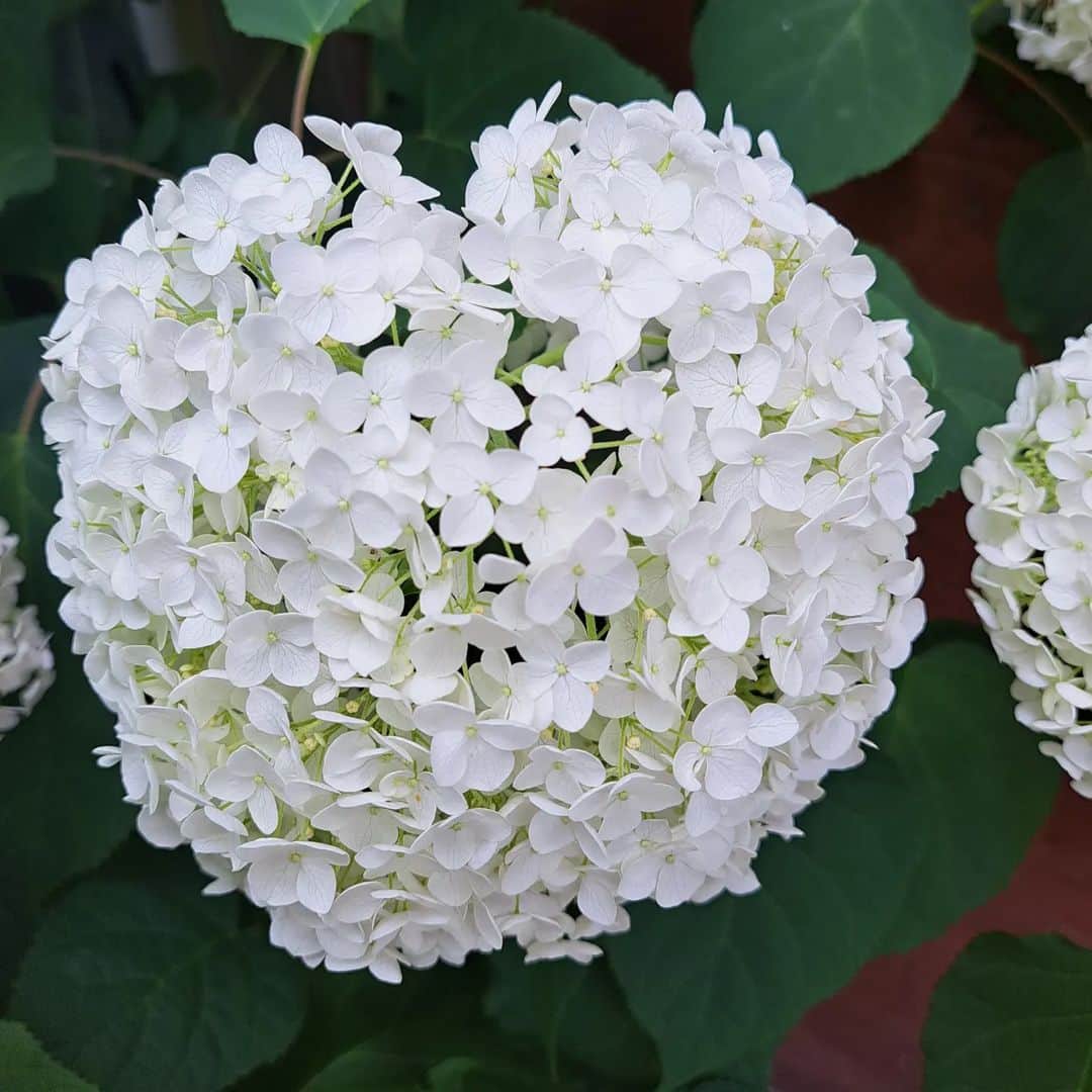 谷口キヨコさんのインスタグラム写真 - (谷口キヨコInstagram)「今日も母とお散歩しました‼️この紫陽花が可愛いから写真に撮って、と母が。白いお花が好きなんやなぁ、母さんは。」6月7日 19時23分 - kiyokotaniguchi