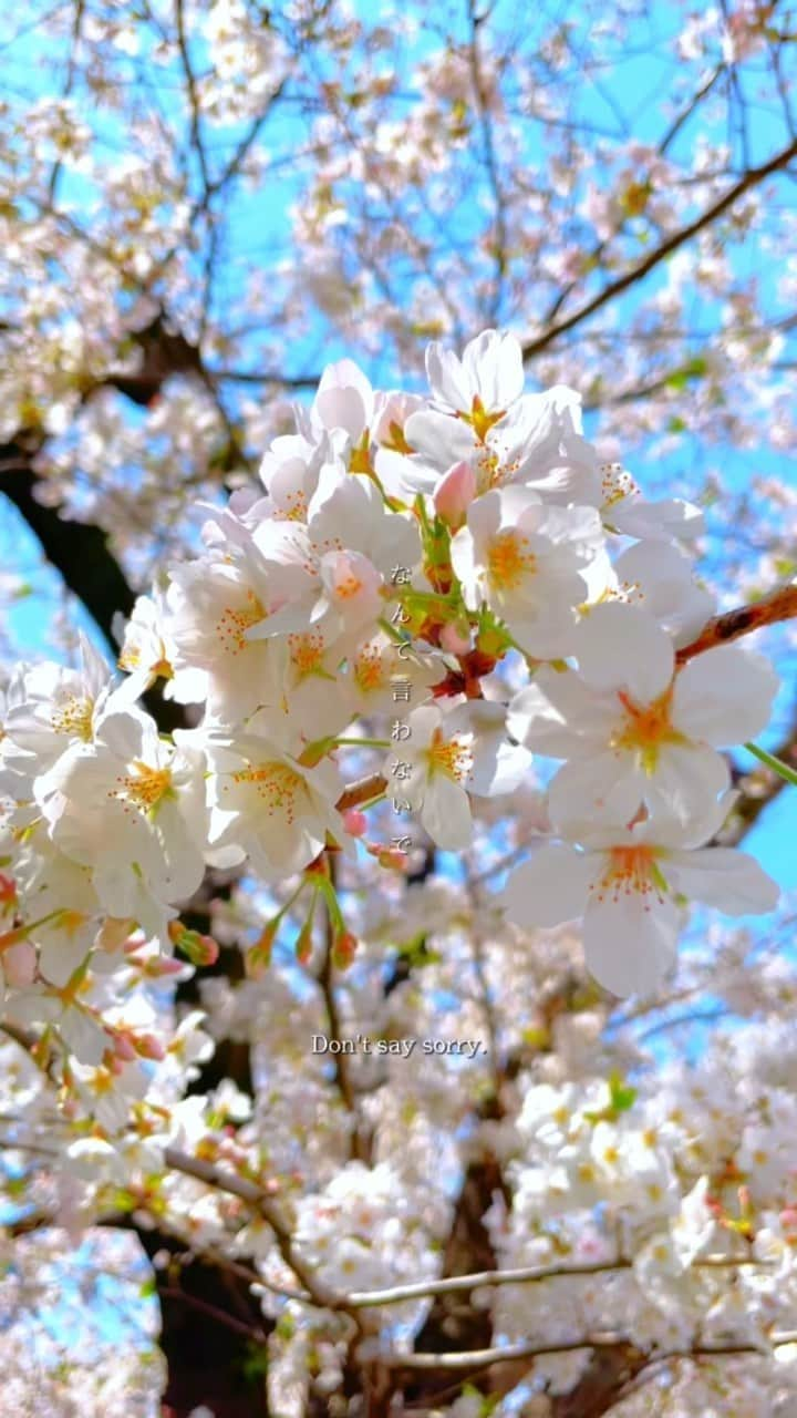 しまものインスタグラム：「Thank you for 100,000 likes🫶🏻⁣🌸 ⁣ "優しい恋人 Yasashii Koibito"⁣ ⁣ Spotify Applemusic YouTube ⁣ などで配信中です！聴いてみてね🎧⁣ ⁣ #しまも #優しい恋人 #オリジナル曲⁣ #shimamo #originalsong #yasashiikoibito⁣ ⁣ Spotify YouTube Twitter follow me⁣ → @shimamonx」