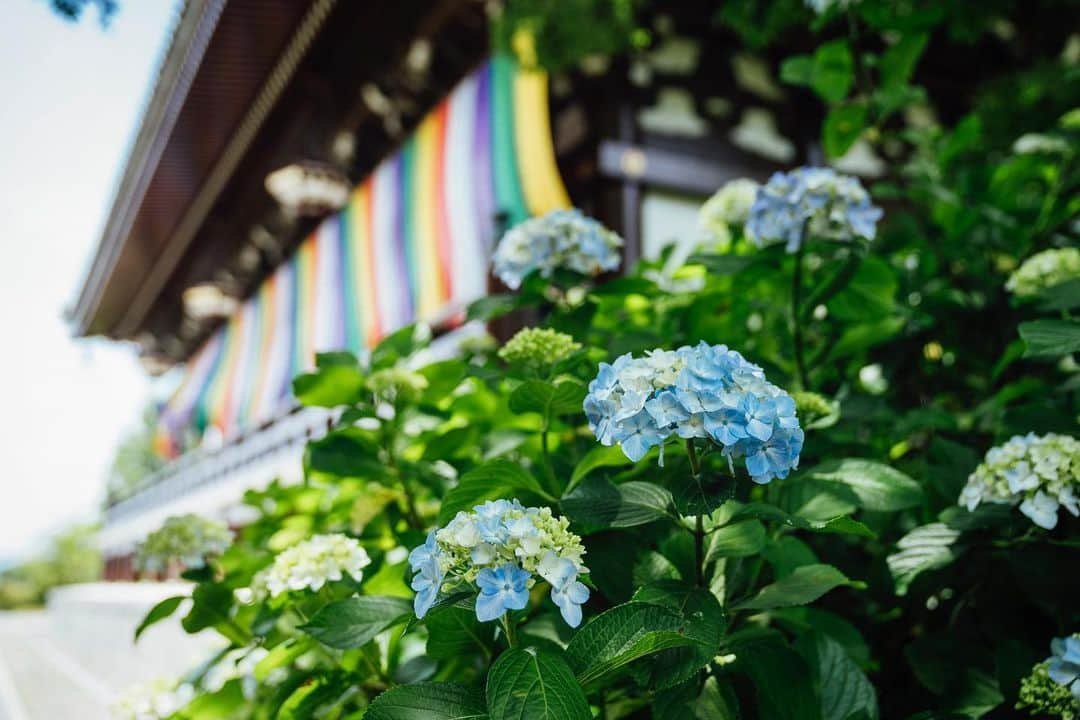 京都いいとこフォトのインスタグラム：「金堂裏の紫陽花が色づき始めてます。 . The hydrangeas behind the main hall are starting to change colors. . Location : #智積院 #chishakuin Photo : @kohei713 Date : 2023.6.5 .」