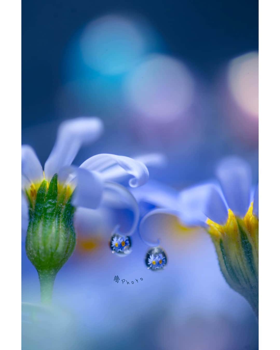 花の写真館のインスタグラム：「Photo by 坂口夢華. . Original Post[投稿いただいたURL] https://www.facebook.com/photo.php?fbid=1658087907937479 . 本アカウントは、 #私の花の写真 をつけてInstagramに投稿された皆さまの花の写真や、「花の写真館」Facebookページで投稿された花の写真を紹介します。 「花の写真館」Facebookページは、「 @floral.photograph 」のプロフィールにあるURLからご覧ください。 . ※各種法令、マナー、関係者の指示に従った撮影をお願いします。 *Please ensure that your photography adheres to all relevant laws, etiquette, and instructions issued by authorized persons. ※本アカウントは東京カメラ部がFacebook、Instagramのサービスを利用して運営しているもので、Meta社・Instagramとは一切関係ありません。 . #花の写真館 #floralphotograph #floralphoto #flower #flowers Follow: @floral.photograph」