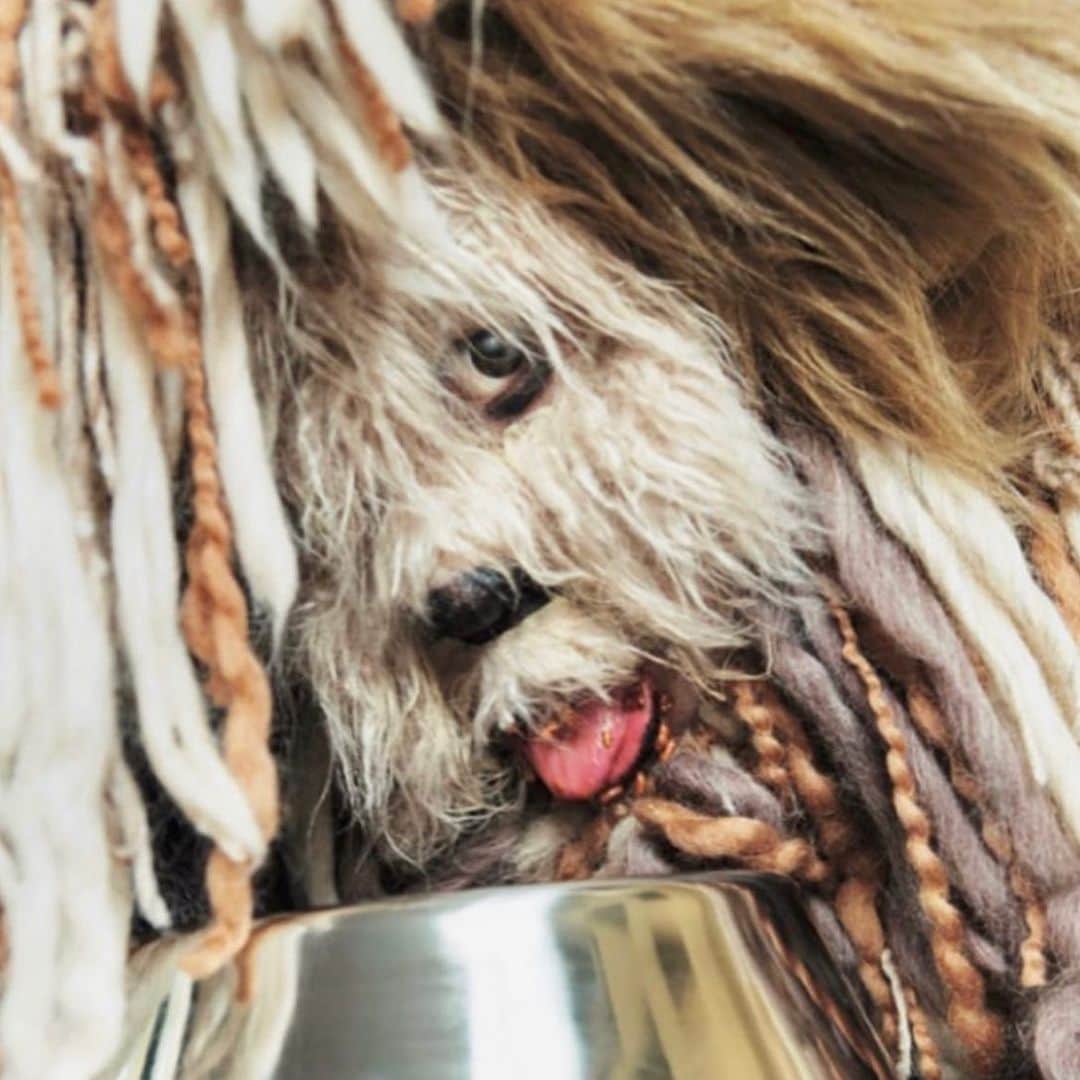 クリエイターズ・ファイル公式（ロバート秋山）さんのインスタグラム写真 - (クリエイターズ・ファイル公式（ロバート秋山）Instagram)「6月7日はムダ毛なしの日。  世界一クリエイティブな大型犬、ロルフくん。  毛並みも特徴的なロルフくんは、体中ふさふさの毛が生えているので、毛の処理が大変だというのは有名な話。  一部の人にしかおなかを見せないというロルフくん。 では、ロルフくんがおなかを見せるのはどんな人でしょう?!  答えは明日の投稿の最後で! ※昨日のクイズの答え→「ホワイトニング」  #クリエイターズファイル #ロルフくん #大型犬 #クリエイター #クリエイティブ #写真日記 #日記 #記念日 #ダイアリー #クイズ #サプライズ #netflix #毎日投稿 #ロバート秋山 #お笑い好き」6月7日 19時45分 - creatorsfile_officialgoods