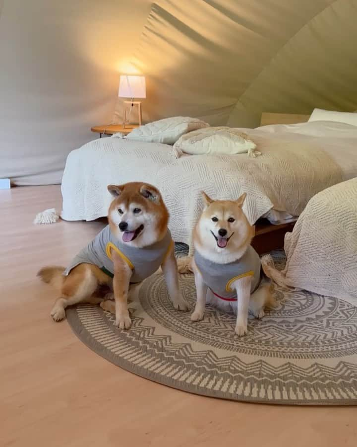 shibainu berryのインスタグラム