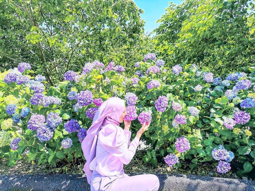 AMIさんのインスタグラム写真 - (AMIInstagram)「❁.*･ﾟ  先週に行った時の紫陽花💜  最近はまた昔みたいに花畑巡りが 始まり写真がお花でいっぱいです(笑)  今月は紫陽花を見に行ったよ😙  数年ぶりにこの場所に行き、リフレッシュできた‼️  📍Katahara onsen ajisainosato  #形原温泉あじさいの里  #愛知 #蒲郡  🅿️有料 💰入場料 500円 📷6月3日撮影     *☼*―――――*☼*―――――*☼*―――――*☼*――― #あじさいまつり #紫陽花の季節 #花畑 #お出かけスポット #旅したくなるフォト #タビジョ #女子旅 #国内旅行 #旅行好き #フォトジェニック #インスタ映えスポット #紫コーデ #ヒジャブ #おしゃれさんとつながりたい #パープルコーデ #大人カジュアル #愛知観光 #アウトドア女子 #フォロー大歓迎 #いいね大歓迎 #genic_mag #genic_japan #ajisai #hydrangeaseason #tabijo #funtotrip #japangram」6月7日 19時56分 - amineko18