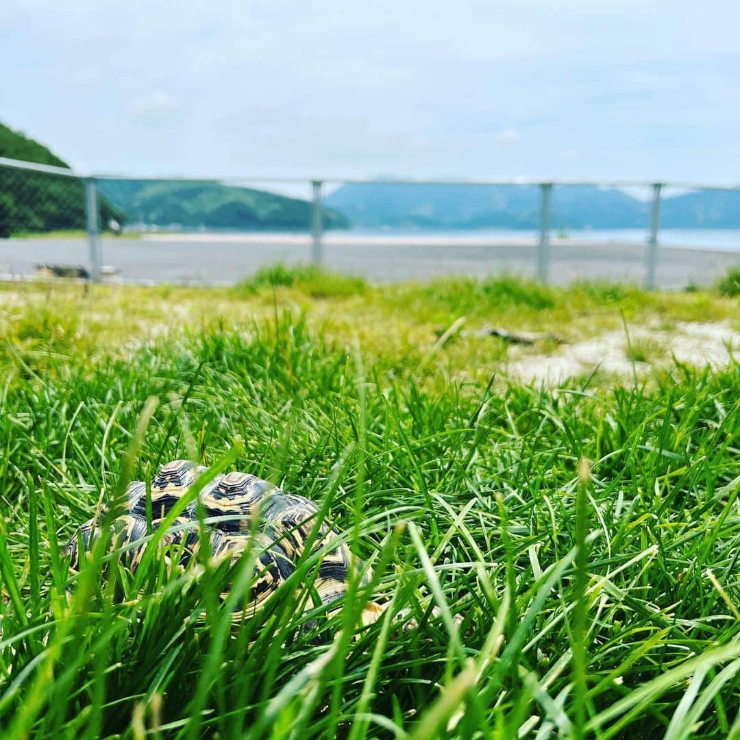のインスタグラム：「日向ぼっこ日和🐢☀️  #dtのオフ」