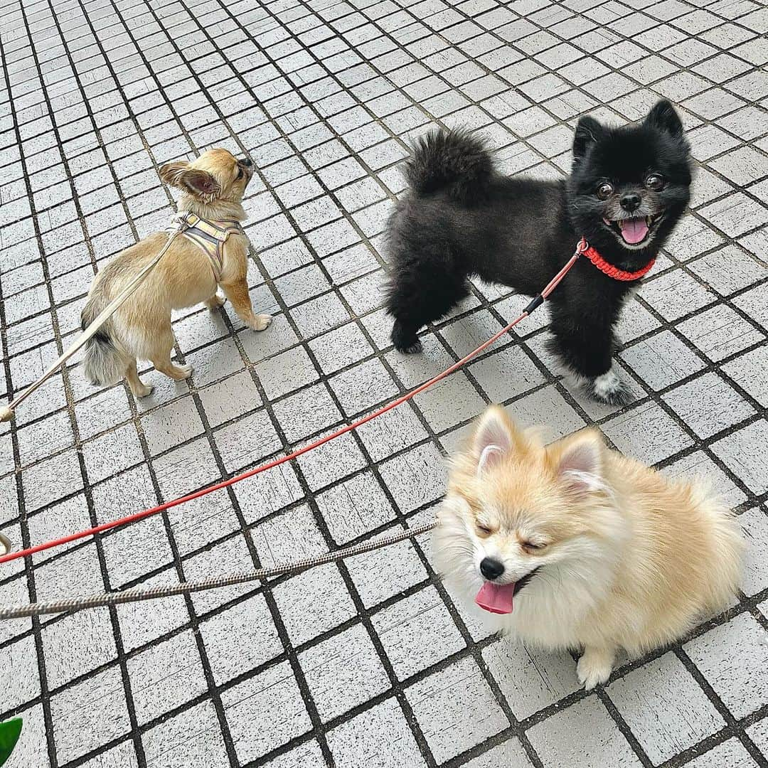 池上紗理依のインスタグラム：「わんの集い🐶 セサ→ぷー↓パム」