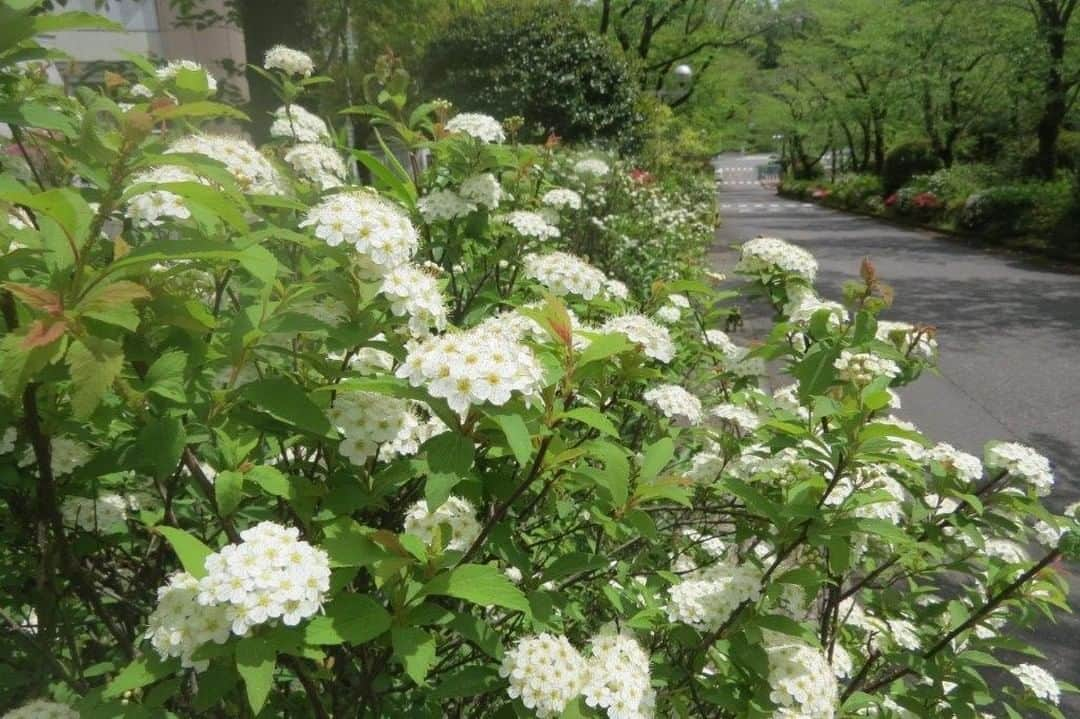 Soka Universityさんのインスタグラム写真 - (Soka UniversityInstagram)「Campus Seasonal Photos May① Nature photos of the campus. #discoversoka #sodaigram #sodaipictures #sokauniversity #創価大学 #hachioji #八王子 #tokyo #東京 #campus #キャンパス #university #大学 #students #学生 #nature #自然 #april #卯月 #spring #春 #fourseasons #四季 #environment #環境」6月7日 11時31分 - sokauniversity