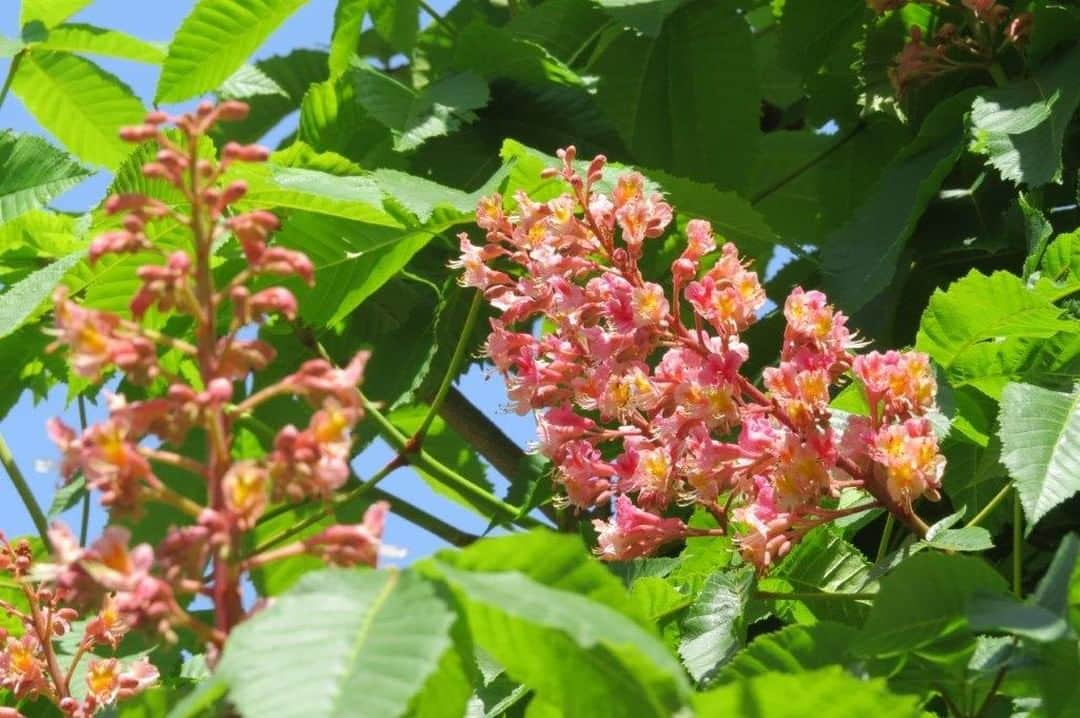 Soka Universityさんのインスタグラム写真 - (Soka UniversityInstagram)「Campus Seasonal Photos May② Nature photos of the campus. #discoversoka #sodaigram #sodaipictures #sokauniversity #創価大学 #hachioji #八王子 #tokyo #東京 #campus #キャンパス #university #大学 #students #学生 #nature #自然 #april #卯月 #spring #春 #fourseasons #四季 #environment #環境」6月7日 11時43分 - sokauniversity