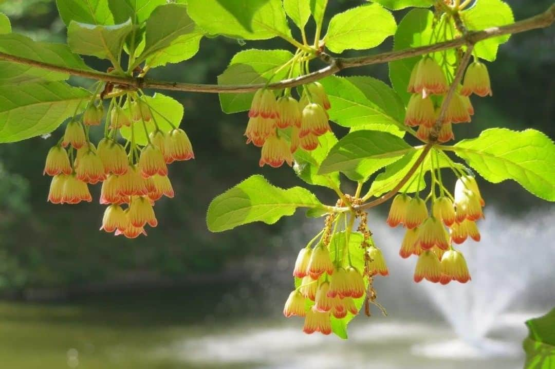 Soka Universityさんのインスタグラム写真 - (Soka UniversityInstagram)「Campus Seasonal Photos May② Nature photos of the campus. #discoversoka #sodaigram #sodaipictures #sokauniversity #創価大学 #hachioji #八王子 #tokyo #東京 #campus #キャンパス #university #大学 #students #学生 #nature #自然 #april #卯月 #spring #春 #fourseasons #四季 #environment #環境」6月7日 11時43分 - sokauniversity