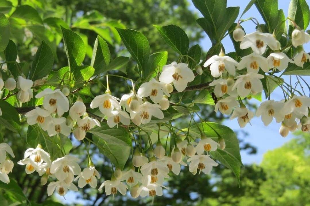 Soka Universityさんのインスタグラム写真 - (Soka UniversityInstagram)「Campus Seasonal Photos May② Nature photos of the campus. #discoversoka #sodaigram #sodaipictures #sokauniversity #創価大学 #hachioji #八王子 #tokyo #東京 #campus #キャンパス #university #大学 #students #学生 #nature #自然 #april #卯月 #spring #春 #fourseasons #四季 #environment #環境」6月7日 11時43分 - sokauniversity