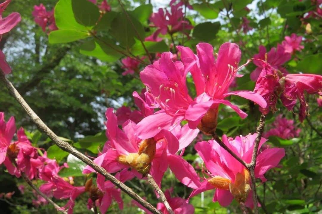 Soka Universityさんのインスタグラム写真 - (Soka UniversityInstagram)「Campus Seasonal Photos May③ Nature photos of the campus. #discoversoka #sodaigram #sodaipictures #sokauniversity #創価大学 #hachioji #八王子 #tokyo #東京 #campus #キャンパス #university #大学 #students #学生 #nature #自然 #april #卯月 #spring #春 #fourseasons #四季 #environment #環境」6月7日 11時53分 - sokauniversity