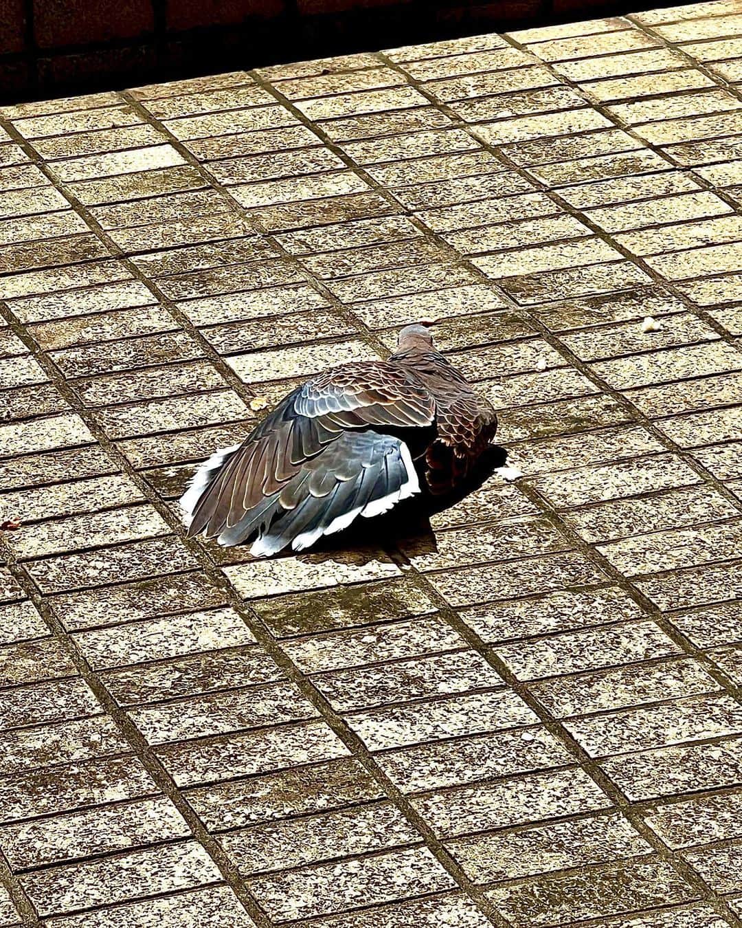世良公則のインスタグラム：「・・・・・・  梅雨入り前  暫しの日差しに  のんびりと虫干しの山鳩  before the rainy season  wild pigeons are taking sunbathing on the balcony.  ・・・・・・  #世良公則 #masanorisera #japaneseartist #japaneseculture #rainyseason #梅雨入り #日光浴」