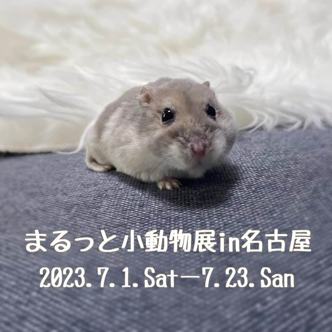 hamster_mocoさんのインスタグラム写真 - (hamster_mocoInstagram)「🐾お知らせ🐹  小動物の合同写真展＆物販展 「まるっと小動物展 2023 in 名古屋」 にお声がけ頂き今回も参加させていただきます☺️✨ ✼••┈┈••✼••┈┈••✼••┈┈••✼••┈┈••✼  開催期間🍍2023.7.1 (土) 〜 2023.7.23 (日)  営業時間🍉11:00~18:00  休館日🥑毎週月・火曜日 ※7/17（月・祝）は開館、7/19（水）振替休館日  会場🍓TODAYS GALLERY STUDIO. NAGOYA 〒460-0007 名古屋市中区 新栄1丁目17-12 電話番号03-5809-3917  入場料🍒600 円 主催	株式会社BACON  ✼••┈┈••✼••┈┈••✼••┈┈••✼••┈┈••✼  今回グッズやパネルの新作は少なめですが、前回のイベントでも大人気だったイヤリング＆ピアスやキーホルダー、クリップなどなど…🤭💓🐹🐭 小さくて可愛いグッズをご用意してお待ちしております🙇‍♀️✨  2023.6.7 ✼••┈┈••✼••┈┈••✼••┈┈••✼••┈┈••✼ #モルモットパル #チンチラちむ #ハムスターグミ  #まるっと小動物展in名古屋   #まるっと小動物展2023」6月7日 12時24分 - asahi.fl