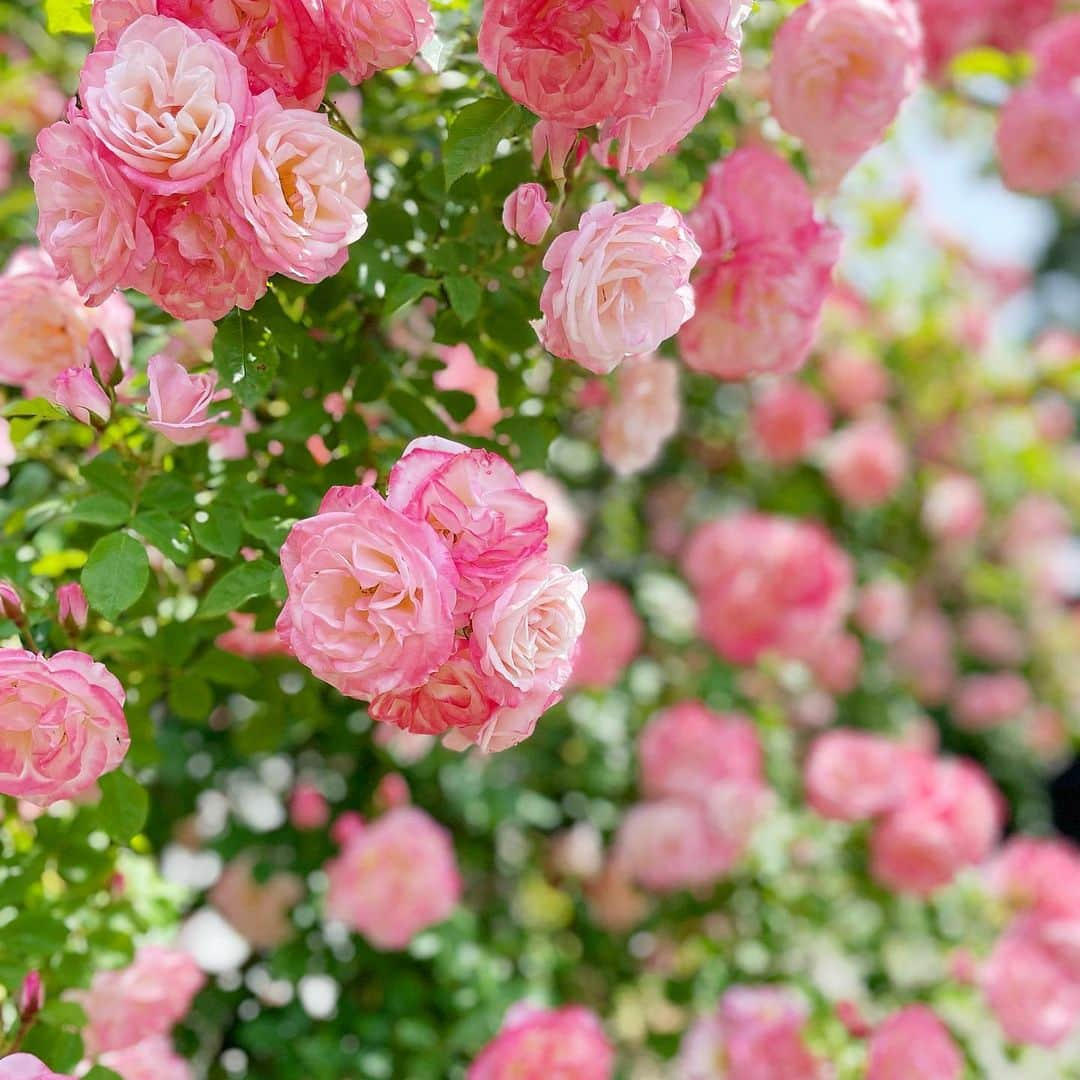 鎌田紘子さんのインスタグラム写真 - (鎌田紘子Instagram)「薔薇の良い時期らしいよ、 綺麗だった . . 🐥info🐥 アンドメリー下北沢店 @andmerry12  6/10出勤します！（3周年event） ーーー fantiaとonlyfansもやってるよ。 ーーー 超オススメの入浴剤（ @diplim.s ）販売中！ ーーー bar 下北沢 @andmerry12  吉祥寺 @andmerry1212」6月7日 12時48分 - hirokokamata1212