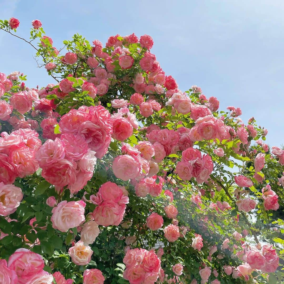 鎌田紘子のインスタグラム：「薔薇の良い時期らしいよ、 綺麗だった . . 🐥info🐥 アンドメリー下北沢店 @andmerry12  6/10出勤します！（3周年event） ーーー fantiaとonlyfansもやってるよ。 ーーー 超オススメの入浴剤（ @diplim.s ）販売中！ ーーー bar 下北沢 @andmerry12  吉祥寺 @andmerry1212」