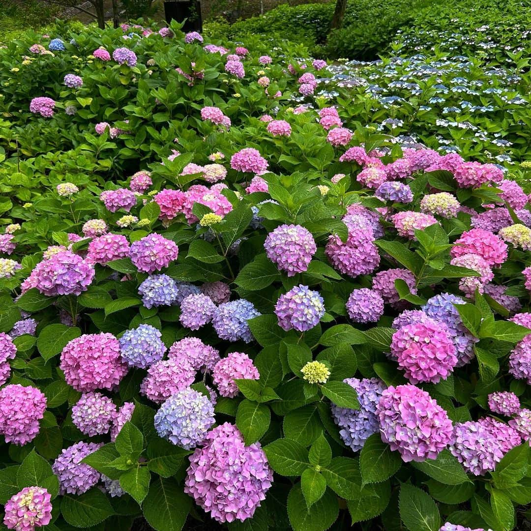 西山由のインスタグラム：「Les hortensias dans le château de Nijō.」