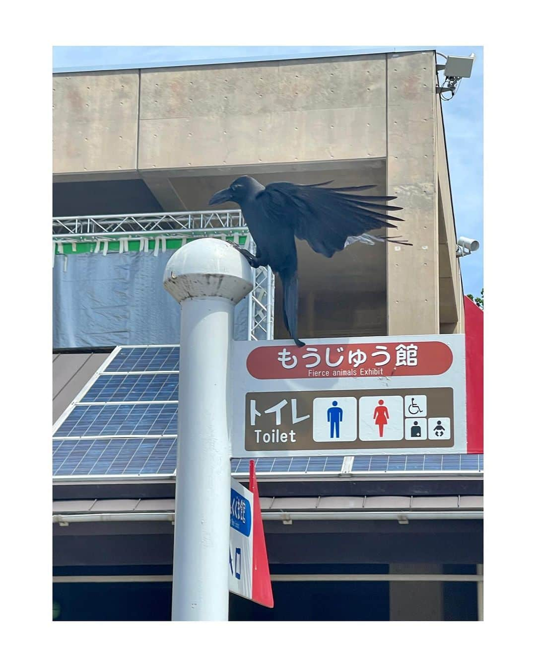 吉田健悟さんのインスタグラム写真 - (吉田健悟Instagram)「旭川 　 ドラマチックな動物達と新鮮すぎる豚ホルモンに魅了されました。強い日差しと冷たい風が心地好い。 　 つづく  #旭山動物園」6月7日 13時12分 - kennenperm