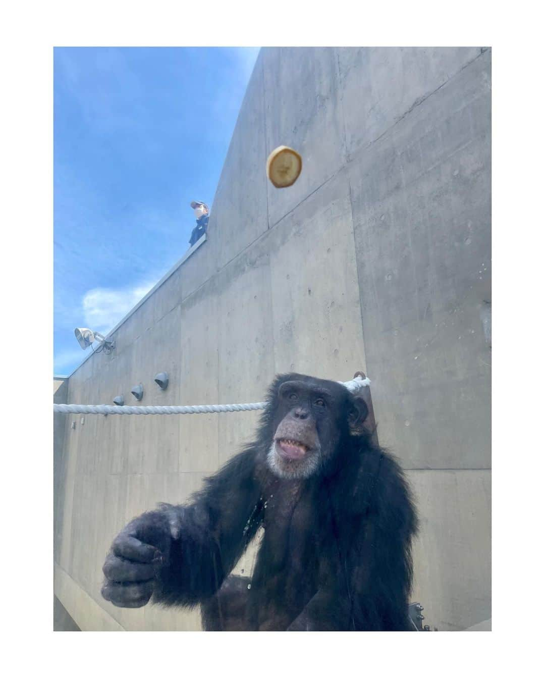 吉田健悟さんのインスタグラム写真 - (吉田健悟Instagram)「旭川 　 ドラマチックな動物達と新鮮すぎる豚ホルモンに魅了されました。強い日差しと冷たい風が心地好い。 　 つづく  #旭山動物園」6月7日 13時12分 - kennenperm