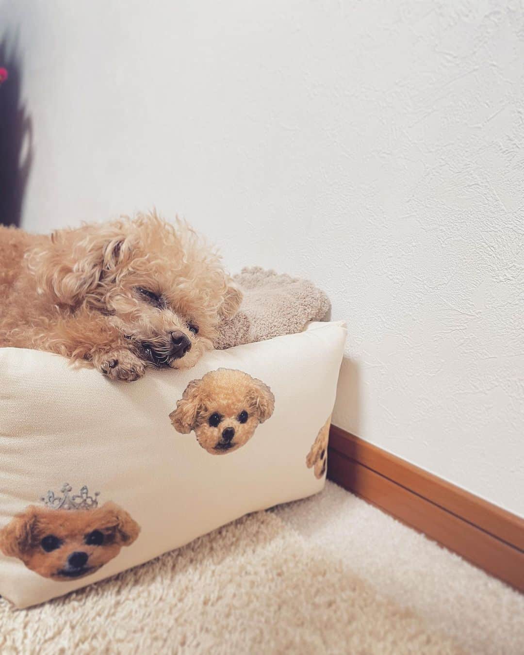 ふわのインスタグラム：「すやすや〜 最強寝顔のある暮らし  #toypoodle#toypoodlegram#dogsofinstagram#instadog#doglover#doglife#cutedog#sleepydog#dog#fuwamama#ふわ#ふわもこのふわ#トイプードル#ふわもこ部#犬バカ部#親バカ部#犬のいる暮らし#いぬすたぐらむ#最強寝顔」