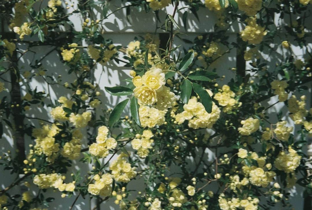 小川紗良さんのインスタグラム写真 - (小川紗良Instagram)「#film #filmphotography #yellow #garden #flowers #banksiarose #花 #モッコウバラ」6月7日 13時22分 - iam_ogawasara