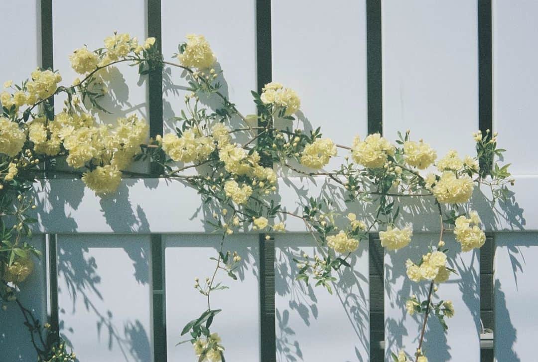 小川紗良のインスタグラム：「#film #filmphotography #yellow #garden #flowers #banksiarose #花 #モッコウバラ」