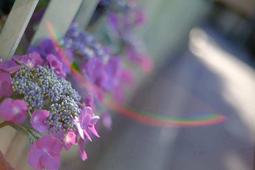 のインスタグラム：「通りがかりのレインボー🌈 #紫陽花  #xe4」
