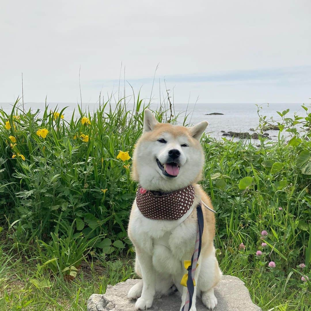 てんパパさんのインスタグラム写真 - (てんパパInstagram)「海を見ながらのランチ #しまふうみ #大須鼻の活断層 #佐渡島上陸旅」6月7日 20時26分 - tenchan.shiba